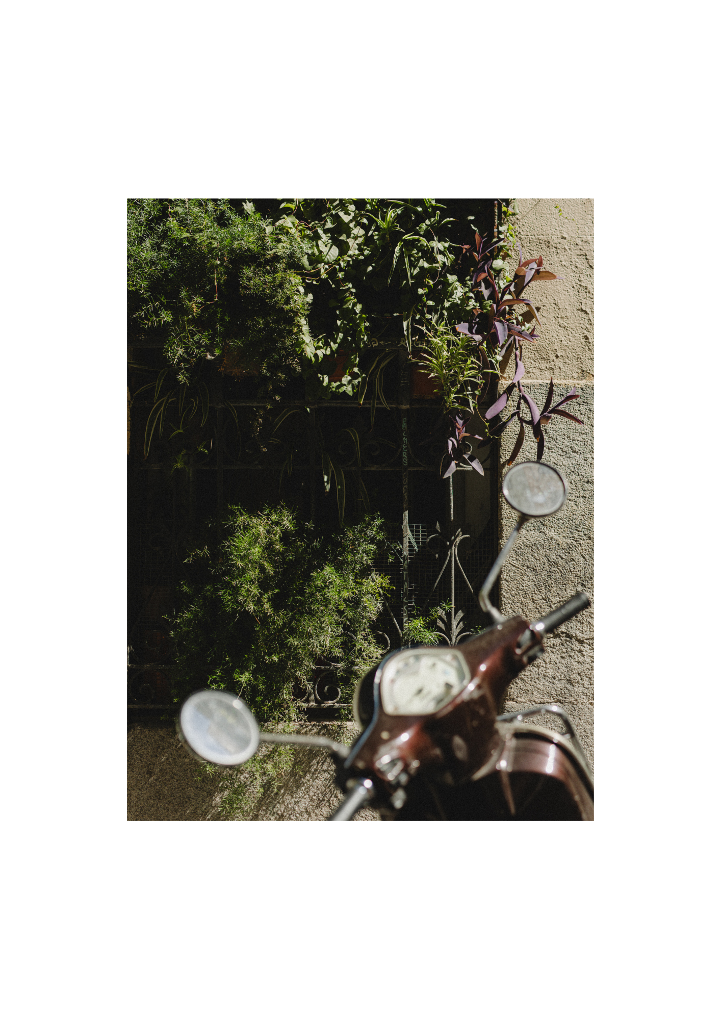 Plant Bike
